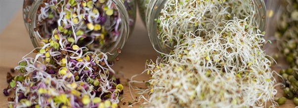 Spireskole - Dyrk spirer derhjemme