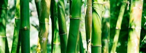 Alt du vil vide om bambus