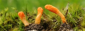 Alt om cordyceps