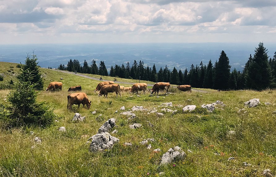 K�er, der gr�sser p� en stor, frodig gr�sningsmark, hvor der ogs� vokser grantr�er.