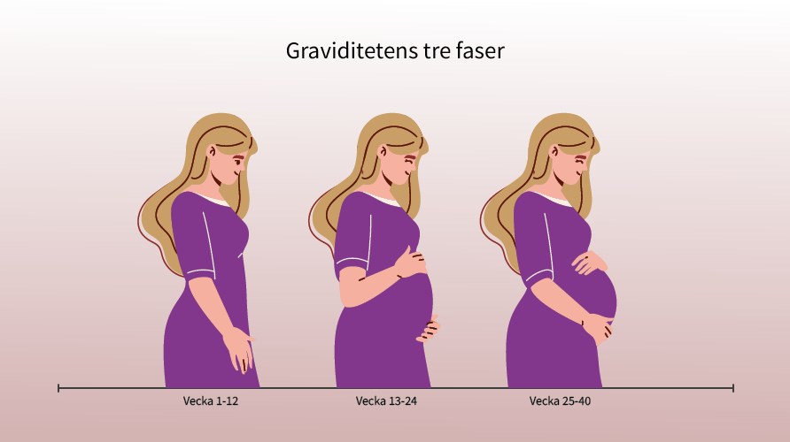 Illustration af graviditetens tre faser, der viser den samme kvinde med en voksende mave igennem faserne.