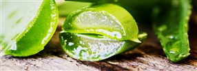 Alt om Aloe Vera