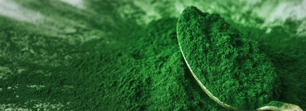 Derfor taler alle om superalgen Chlorella