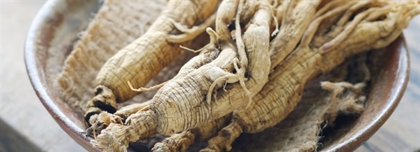Alt om populære ginseng