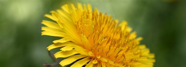 Alt om den nærende mælkebøtte