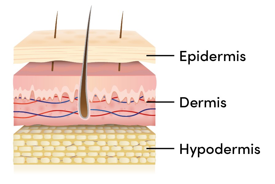 Hudens tre lager: epidermis, dermis och hypodermis.