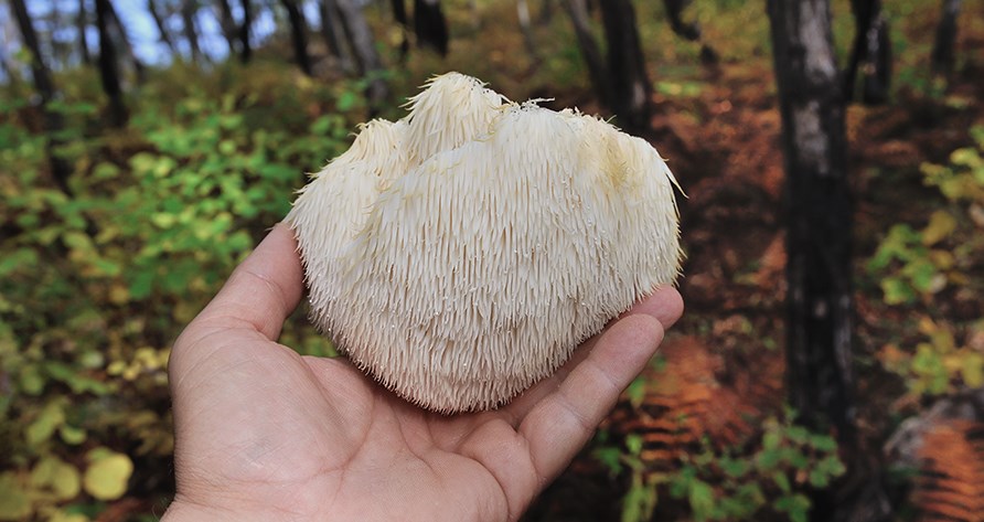 Person i skoven som holder en lions mane svamp