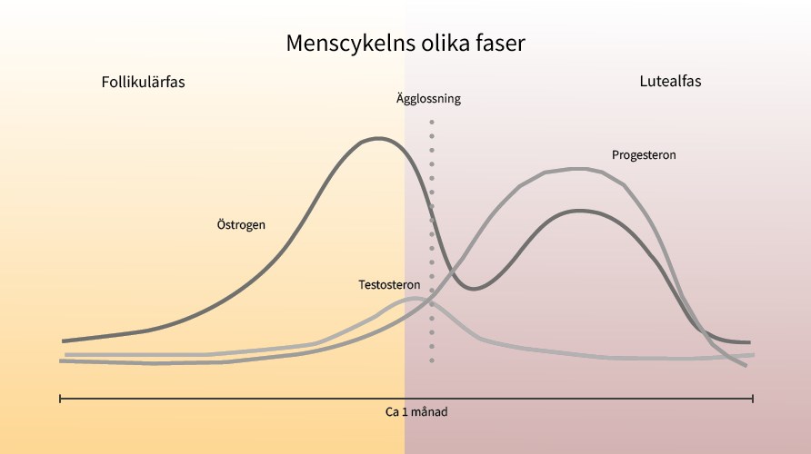 Graf over menstruationscyklussens forskellige faser.