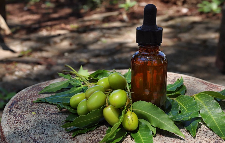 En glasflaske med pipette ved siden af n�dder fra Neemtr�et.