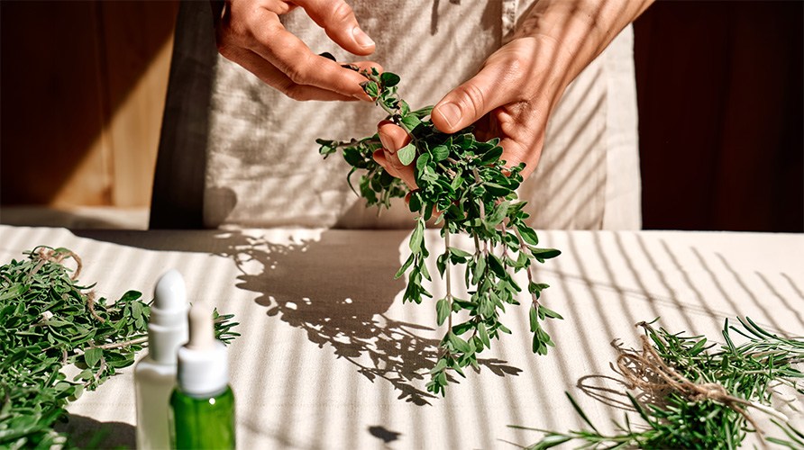 To h�nder holder en kvist frisk oregano. 