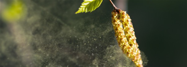 Pollenallergi