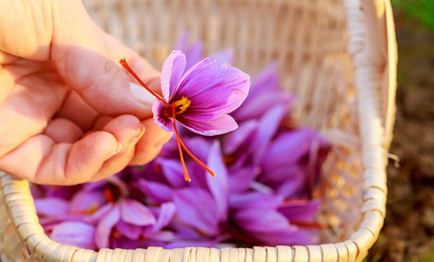 En h�nd holder en lilla blomst fra safrankrokussen.