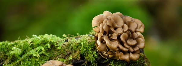 Alt om maitake: den nringsrige spisesvamp