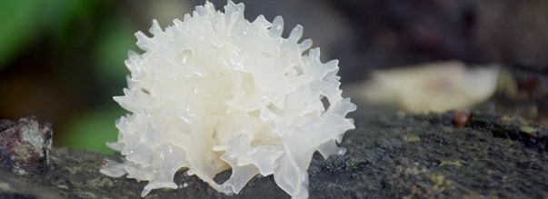 Hvad er tremella? Lr alt om sknhedssvampen!