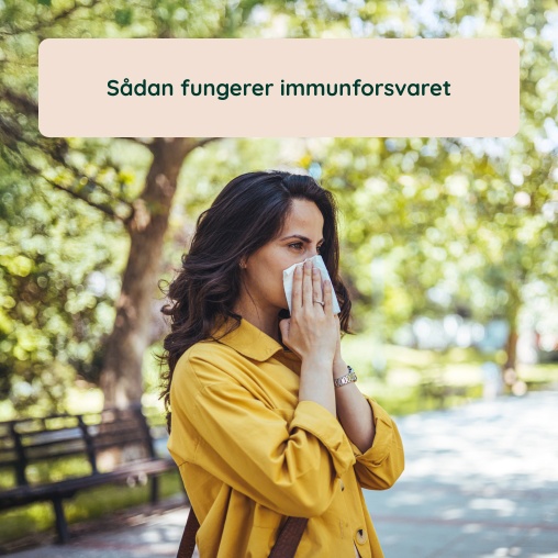 Sdan fungerer immunforsvaret